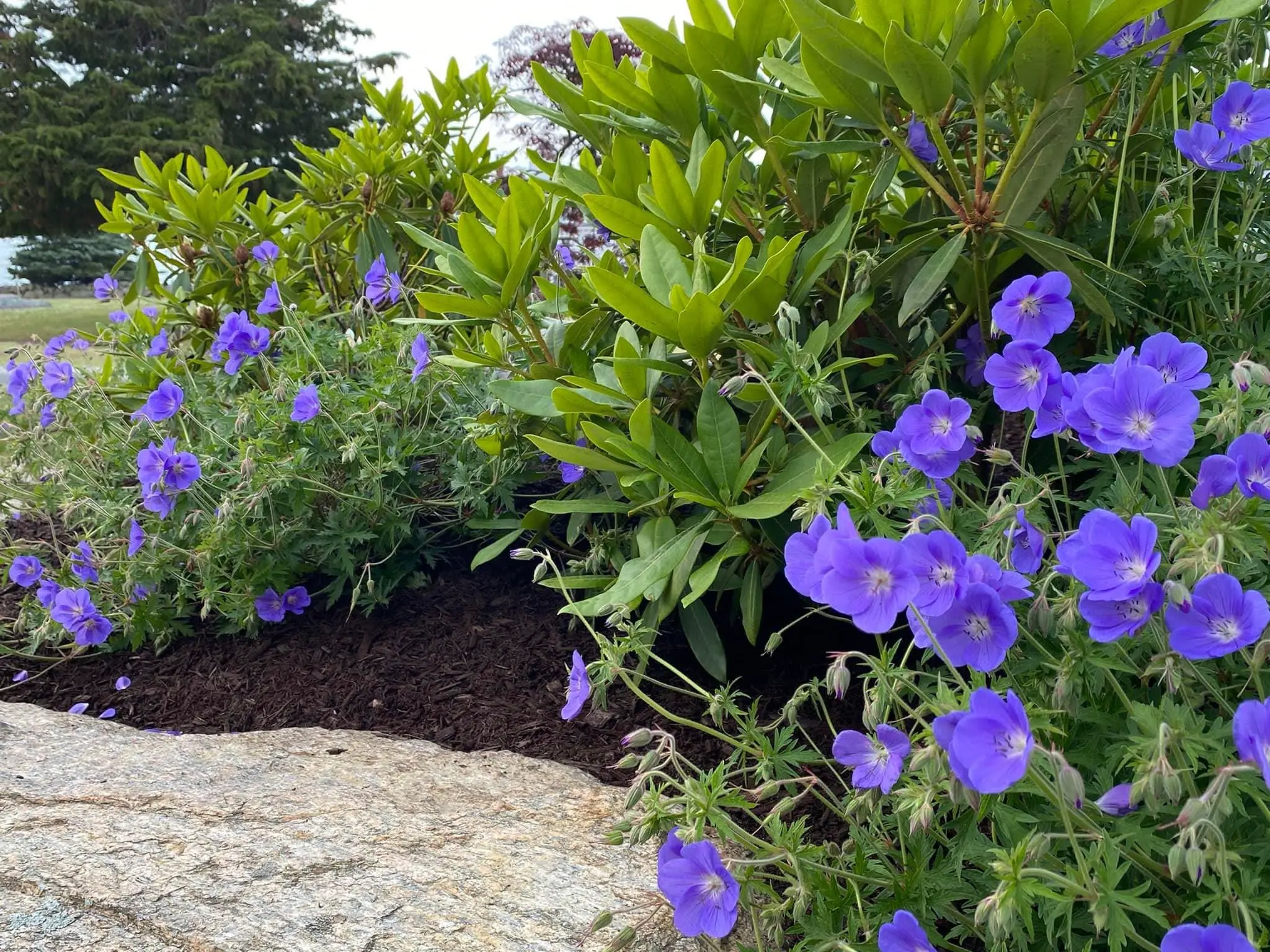 Flowers in mulch behind a stone walkway